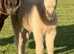 Registered Palomino Filly