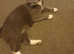 Beautiful grey kittens BSH cross