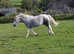 12.2hh DHP children's pony for part loan/share
