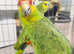 Stunning baby Red Lord and blue fronted Amazon
