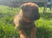 Rottweiler cross Cane Corso