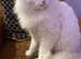 1 pure white angora gir