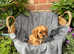 Ready Now - Cavalier King Charles boys & girls