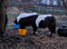 Pedigree shetland mare broken to ride