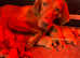 KC Reg Hungarian Vizsla pups Health tested Parents