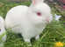 Female bunny