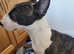 English bull terrier boy
