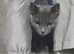 Adult Male Russian blue for sale