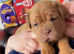 Last girl of the litter available now