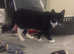 Kitten for sale