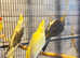 Stunning birds for sale