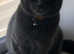 ABSOLUTELY ADORABLE RUSSIAN BLUE KITTEN HYPOALLERGENIC