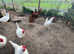 Welsummer and pure White Leghorns