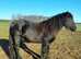 3 years old Fell gelding