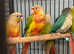 Baby Conure Talking parrot