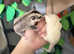 Sugar glider joeys