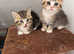 Beautiful BSH 2famale cats