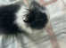 Dwarf Lionheads