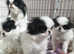 Japanese Chin male puppie for sale