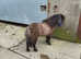 Billy boy dun mini Shetland stallion