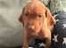 4 boys Readyj to go - Hungarian Vizsla KC reg  pups