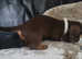 Gorgeous litter of 1 miniature dachshunds choclate and tan girl