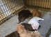 Bull pei puppies