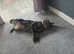 Bengal British's Shorthair