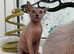 Beautiful Rare Lykoi kitten