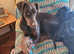 8 month old female doberman