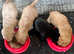 Labradoodle pups