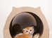 GCCF Registered British Shorthair Chocolate Golden Kittens