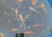 50 pond fish 3-10 inches £40 for all