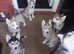 Husky malamute X husky pup's