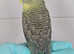 Handreared male black wing budgie