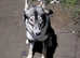 Female huskita