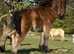Registered miniature Shetland colt