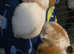 4 babys left lion lops