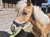 Pedigree registered Haflinger filly 1year old