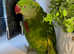 Beautiful young alexandrine parrot