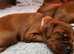 Irish Setter Puppies for sale