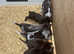 German Shorthaired Pointer Puppies