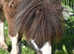 Standard Yearling Shetland Gelding
