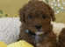 KC Red Toy poodle puppies