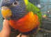 Beautiful baby rainbow lorikeet talking parrot