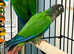 Beautiful baby green checked Conure Talking Parrot