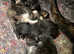 2 available- 4 maine coon cross kittens  x