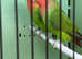 Breeding pair lovebirds Glasgow