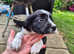 border collies for sale