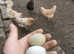6 hatching Eggs